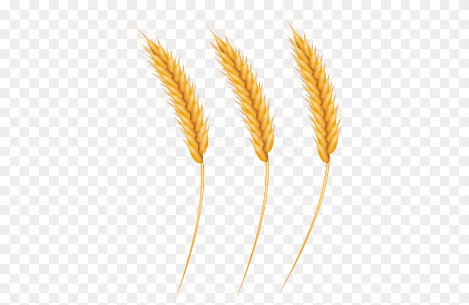 Clip Art With A Transparent Background Wheat, Food, Grain, Produce, Plant Png Image