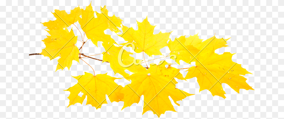 Clip Art Yellow Of A Sugar, Leaf, Plant, Tree, Maple Leaf Free Png Download