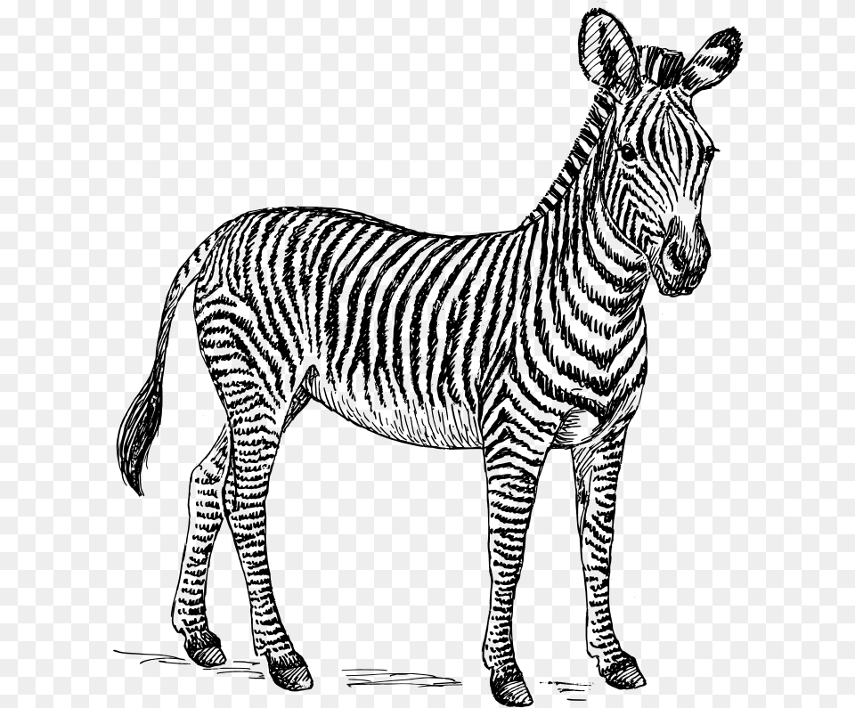 Clip Art Zebra Stock Photo Illustration Black And White Zebra Clipart, Gray Free Png