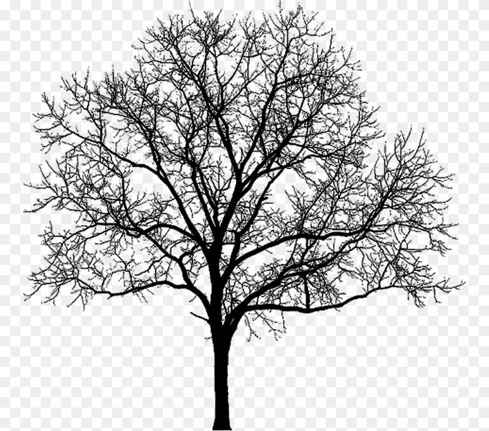 Clip Arts Related To Tree White Black, Art, Drawing, Doodle, Plant Png