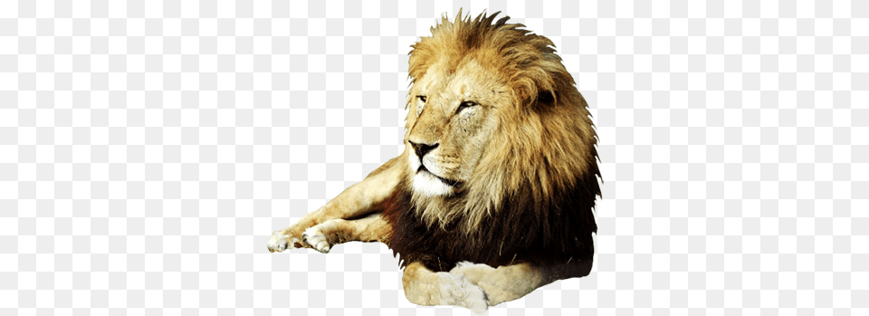 Clip Freeuse Animal Clip Art Resting Male Lion Male Clip Art, Mammal, Wildlife Free Png Download