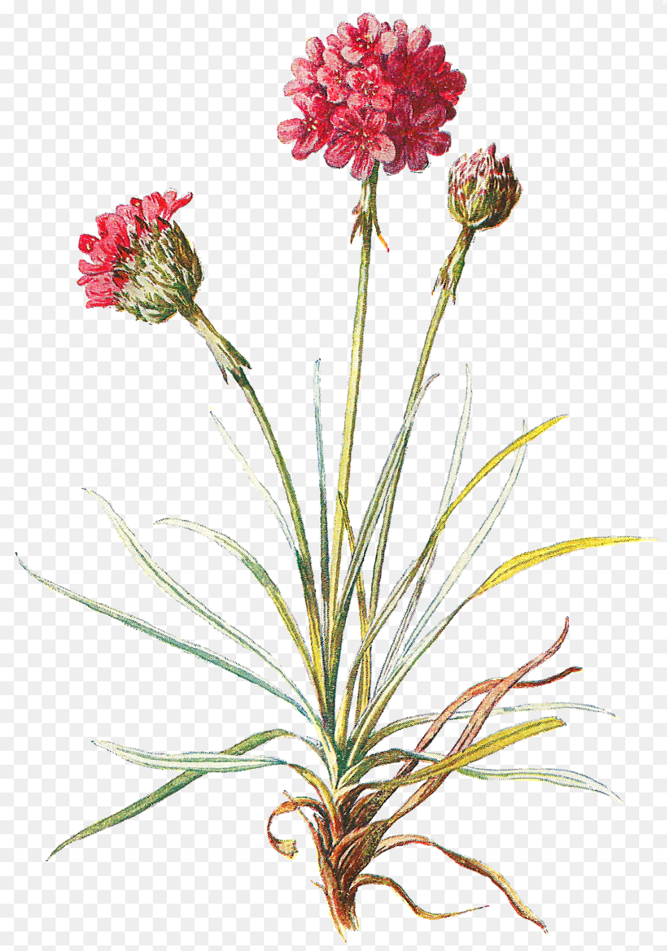 Clip Freeuse Antique Wildflower Stock Vintage Botanical Flower, Carnation, Plant, Flower Arrangement, Flower Bouquet Free Transparent Png