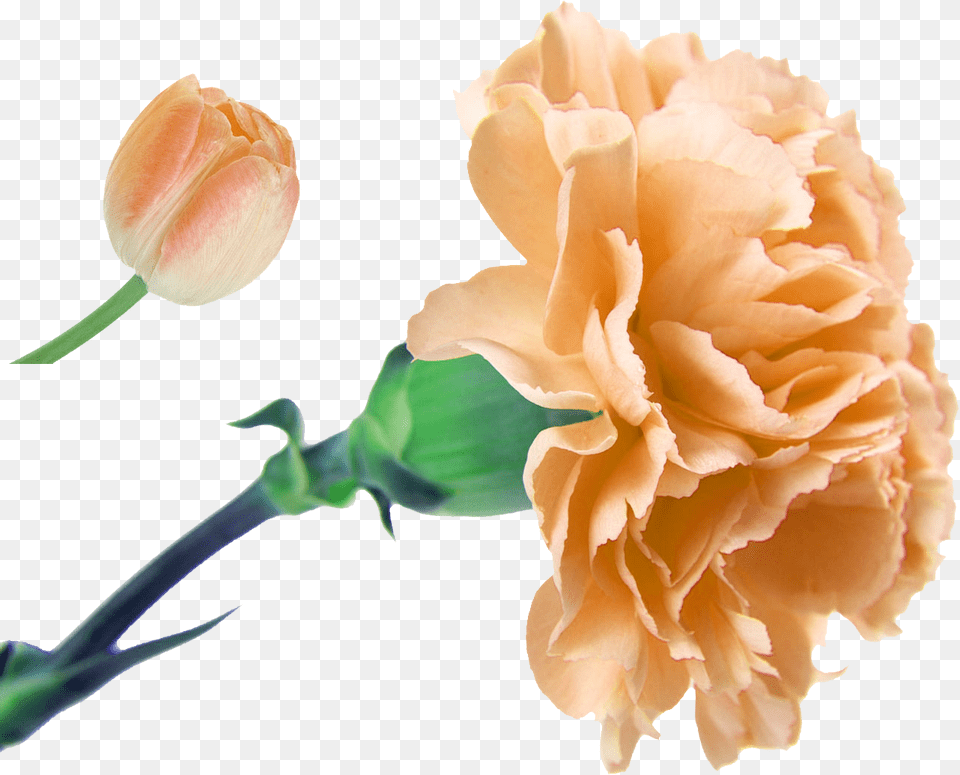 Clip Freeuse Flower Bouquet Floristry Artificial Carnation Flower, Plant, Rose Free Transparent Png