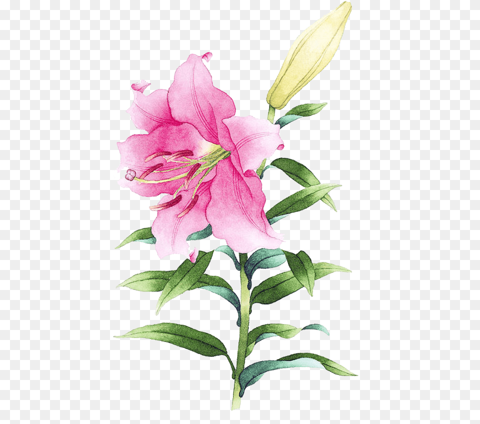 Clip Freeuse Library Drawing Lily Lirio En Dibujo, Flower, Plant, Petal, Rose Png Image