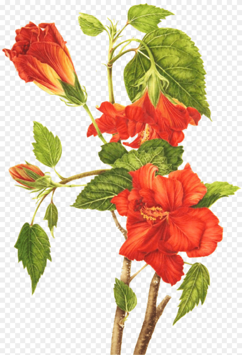 Clip Freeuse Library Roselle Shoeblackplant Flower, Plant, Hibiscus, Leaf Png