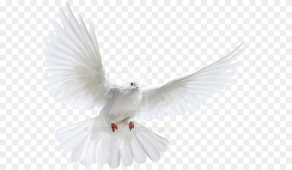 Clip Freeuse Stock White In Flight On White Bird Background, Animal, Dove, Pigeon Free Transparent Png