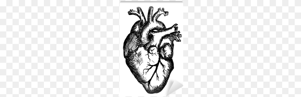 Clip Heart On White Background Black And White Human Heart, Art, Drawing, Animal, Mammal Png