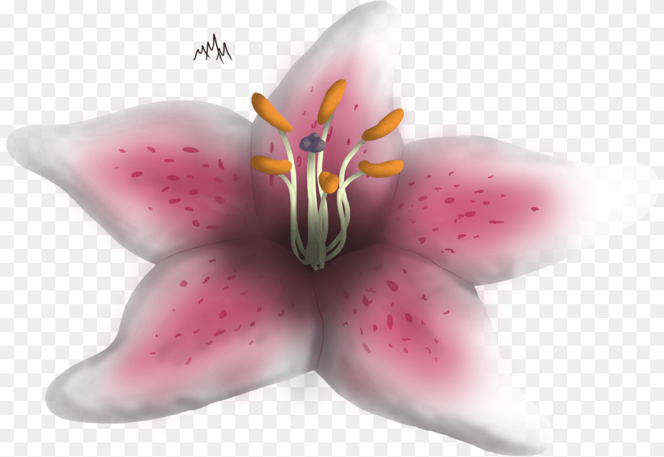 Clip Library Amaryllis Drawing Stargazer Lily Tiger Lily, Anther, Flower, Plant, Petal Png