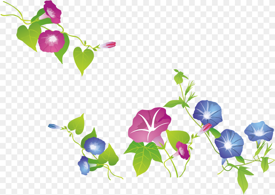 Clip Library Download Ipomoea Nil Exquisite Trumpet, Flower, Plant, Acanthaceae, Petal Free Transparent Png