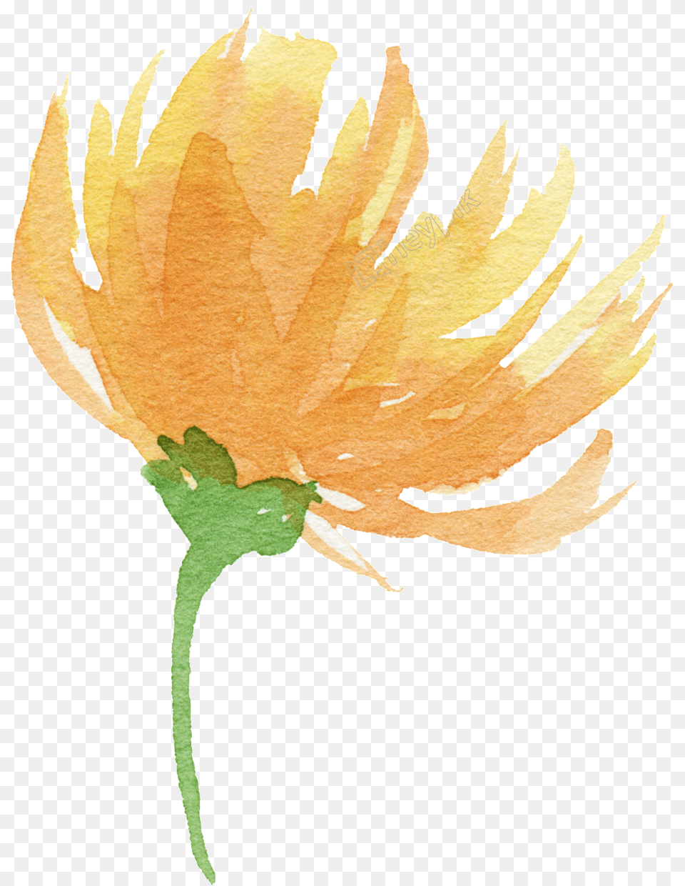 Clip Library For Yellow Watercolor Flowers Free Download Transparent Watercolor Orange Flower, Dahlia, Plant, Petal, Leaf Png Image