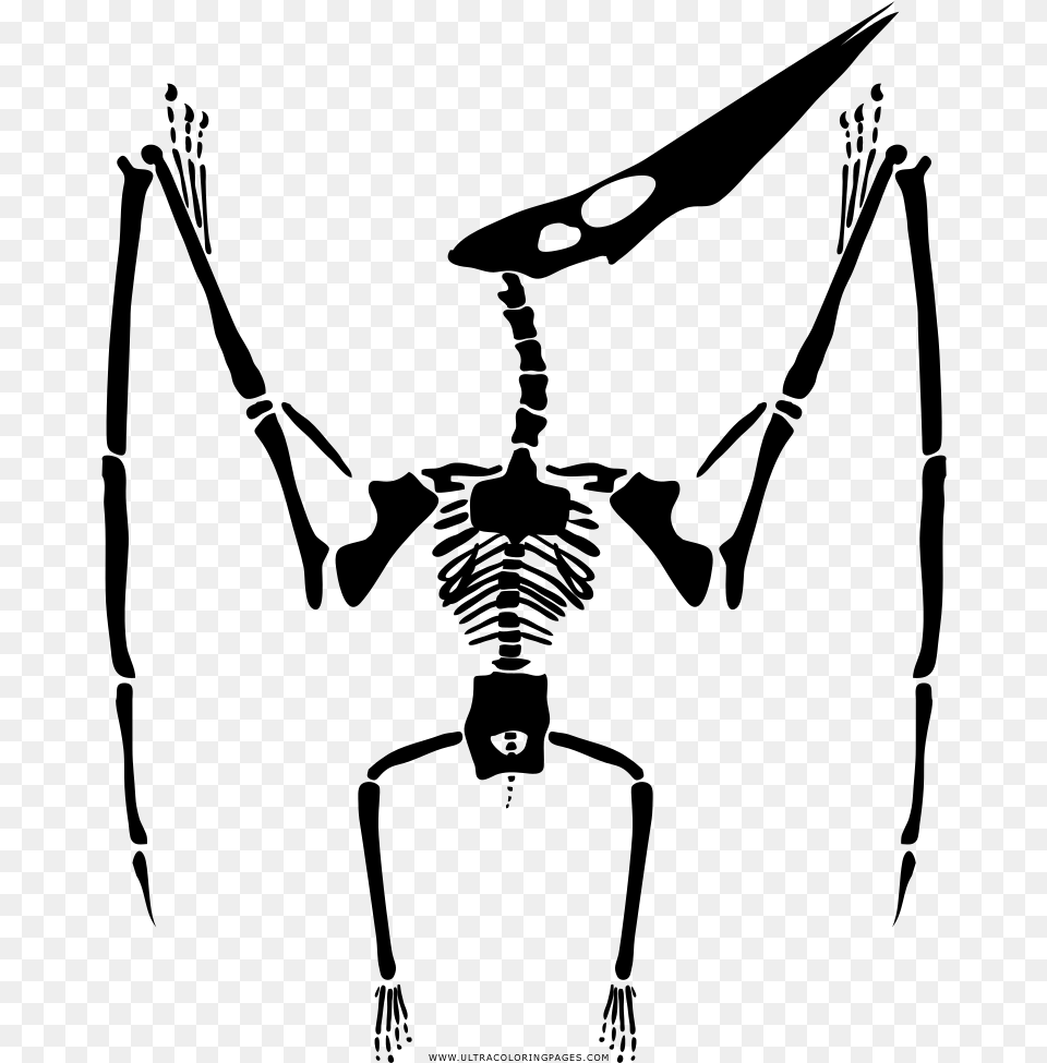 Clip Library Library Skeleton Coloring, Gray Free Transparent Png