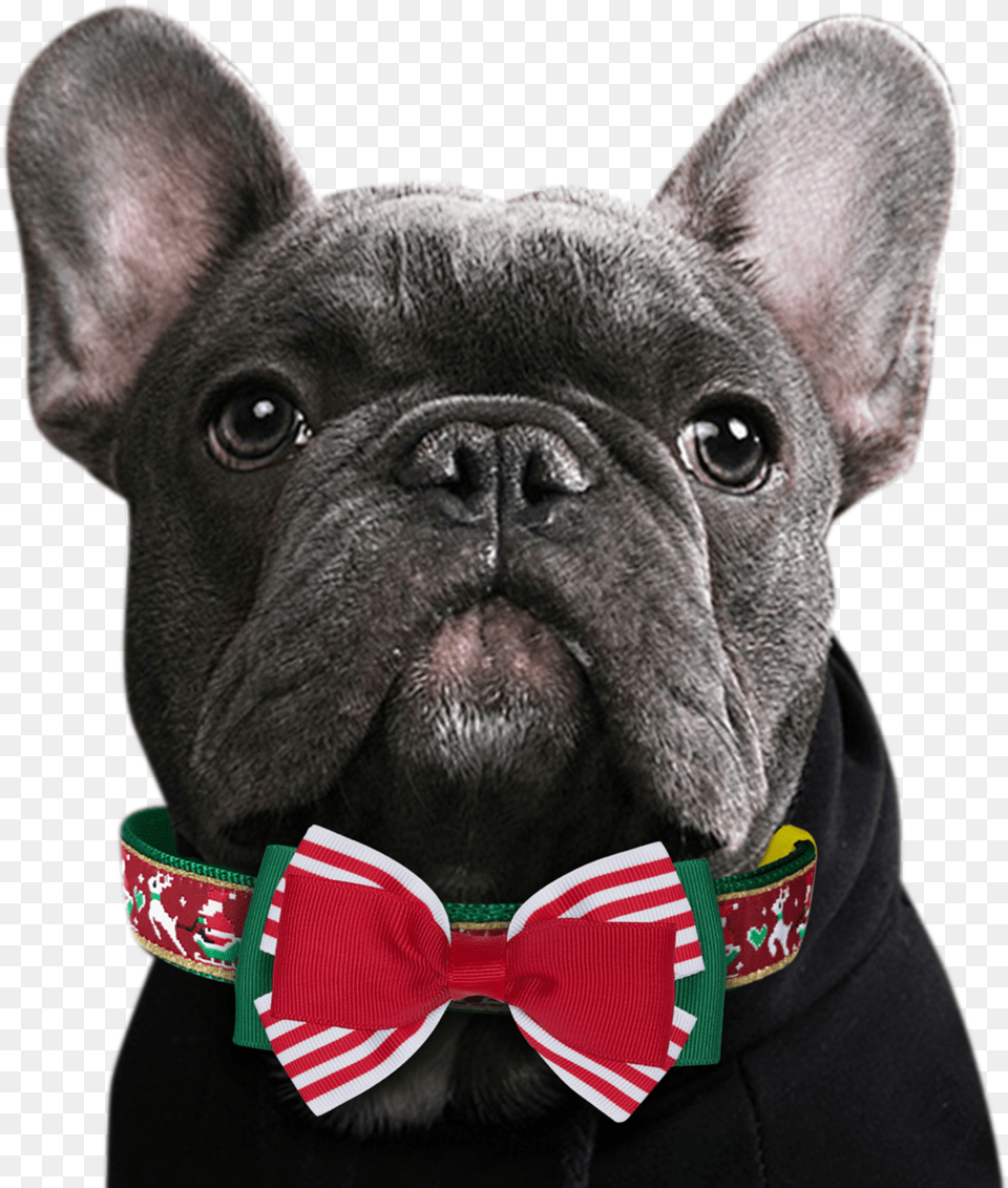Clip Library Stock Bowtie Dog French Bulldog, Accessories, Pet, Mammal, French Bulldog Free Transparent Png