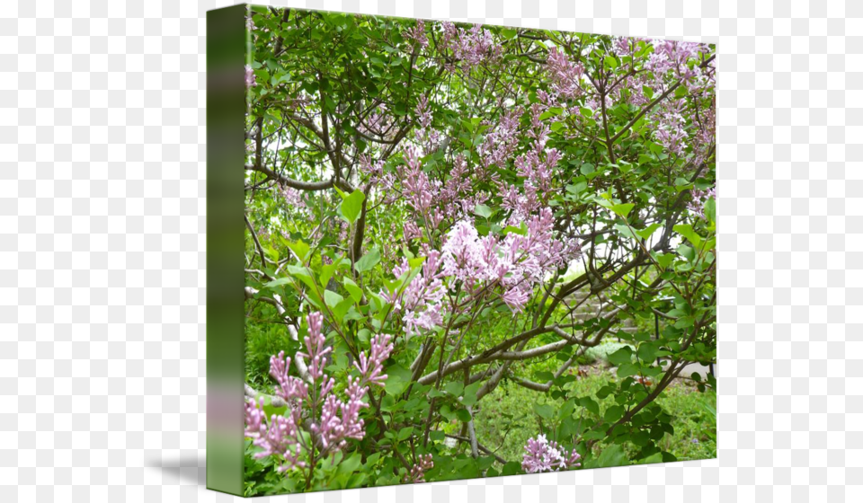 Clip Royalty Free Library Lilac By Linda Brittain Lilac, Flower, Plant Png Image
