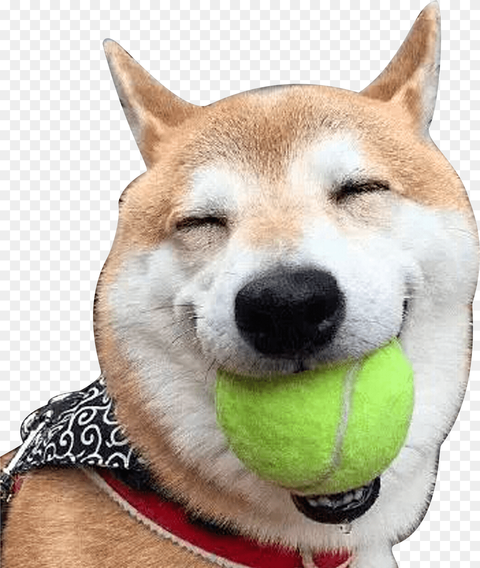 Clip Royalty Library Shiba Akita Laughter Doge Transparent Dog Laughing Free Png