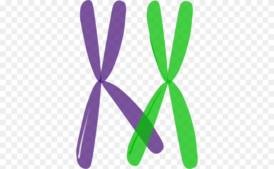 Clip Royalty Homologous Chromosomes Crossing Over Chromosome Clipart, Machine, Propeller, Smoke Pipe Free Png Download