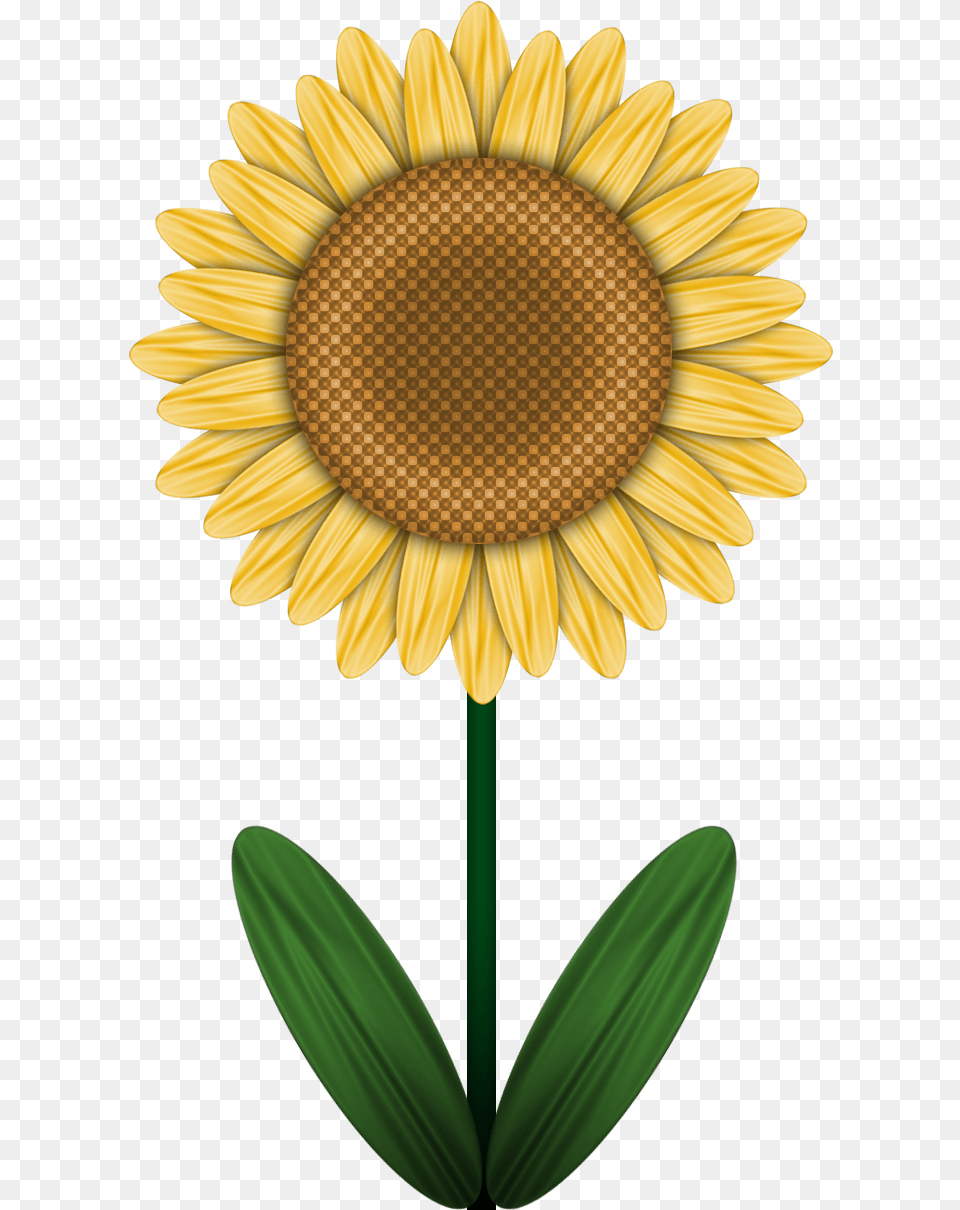 Clip Shoes Sunflower Brighton, Flower, Plant, Daisy Png