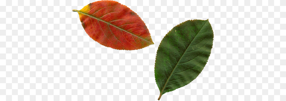 Clipart Leaf, Plant Free Png