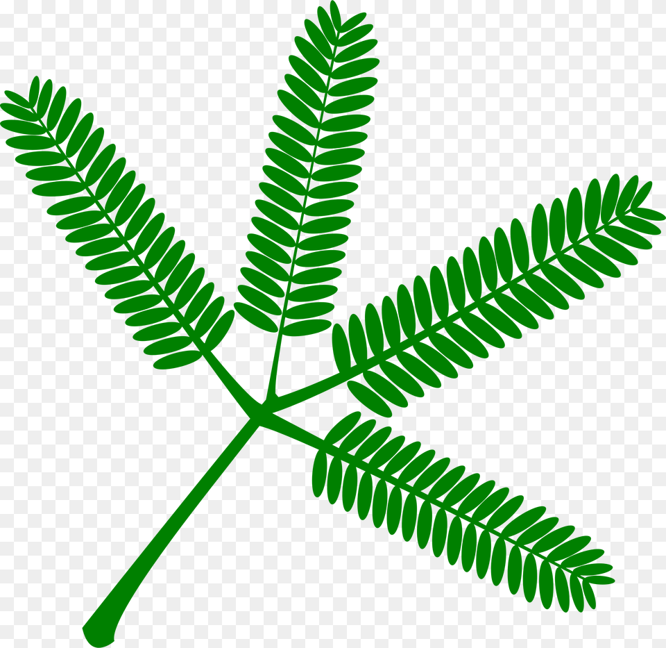 Clipart, Flower, Leaf, Plant, Mimosa Png Image