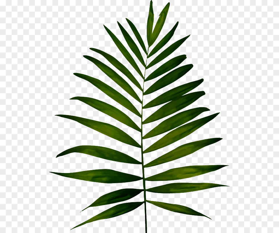 Clipart, Fern, Leaf, Plant, Tree Free Png