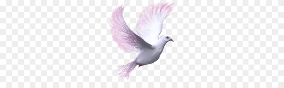 Clipart, Animal, Bird, Pigeon, Dove Free Png Download