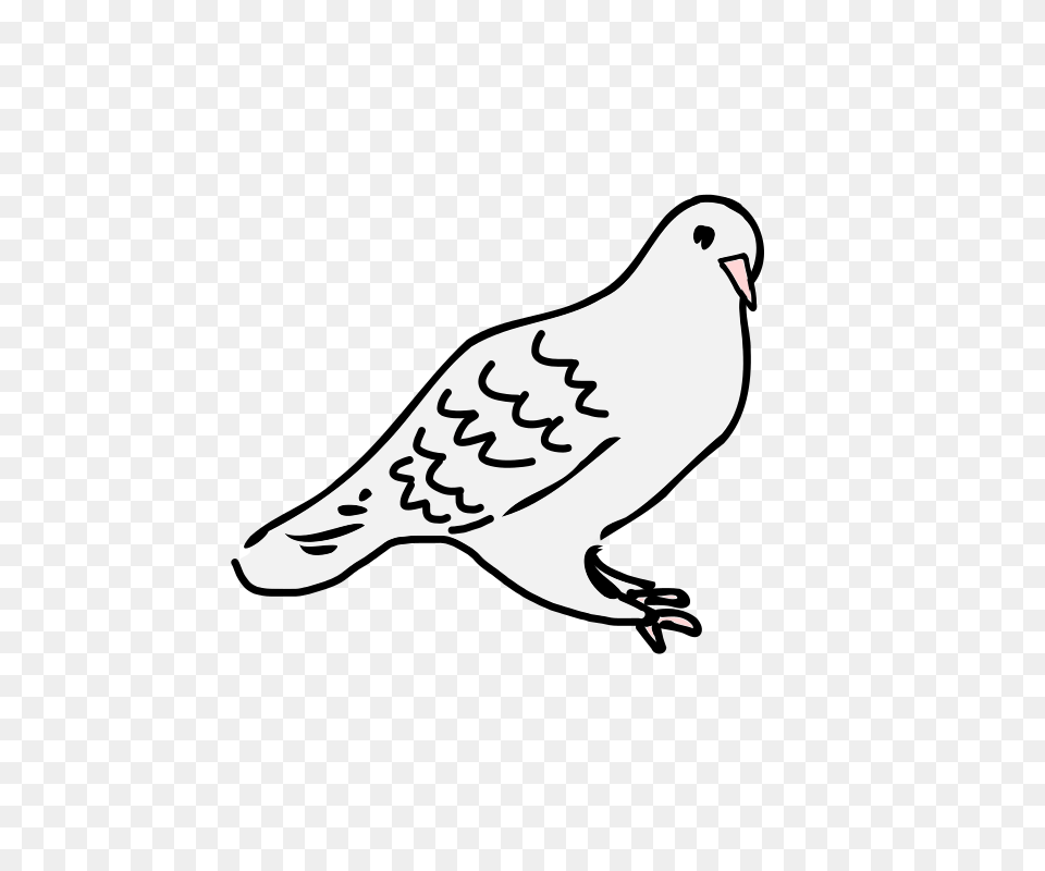 Clipart, Animal, Bird, Pigeon, Stencil Png Image