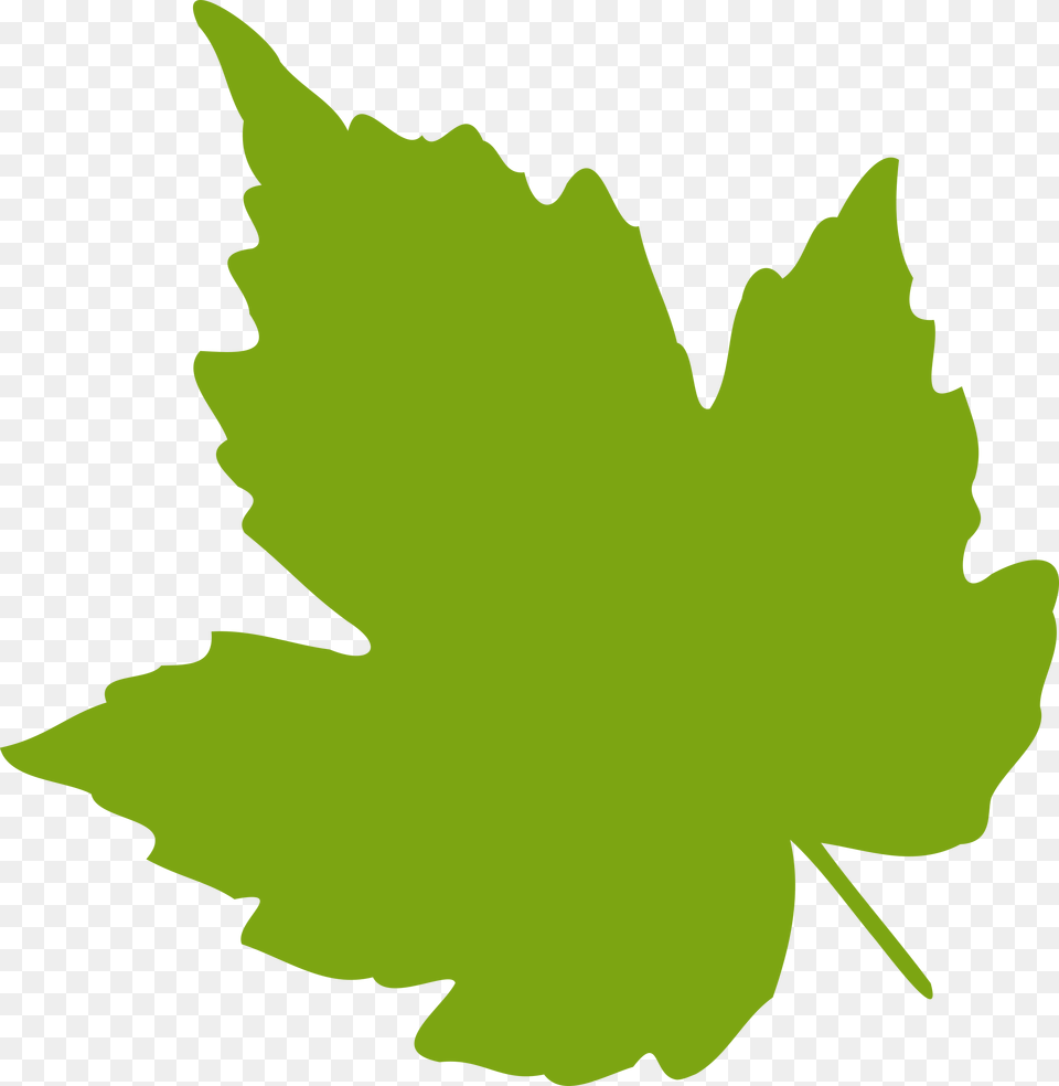 Clipart, Leaf, Plant, Maple Leaf, Person Free Transparent Png