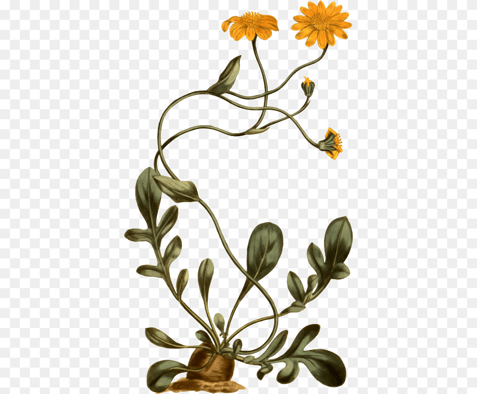 Clipart, Daisy, Flower, Plant, Flower Arrangement Free Png