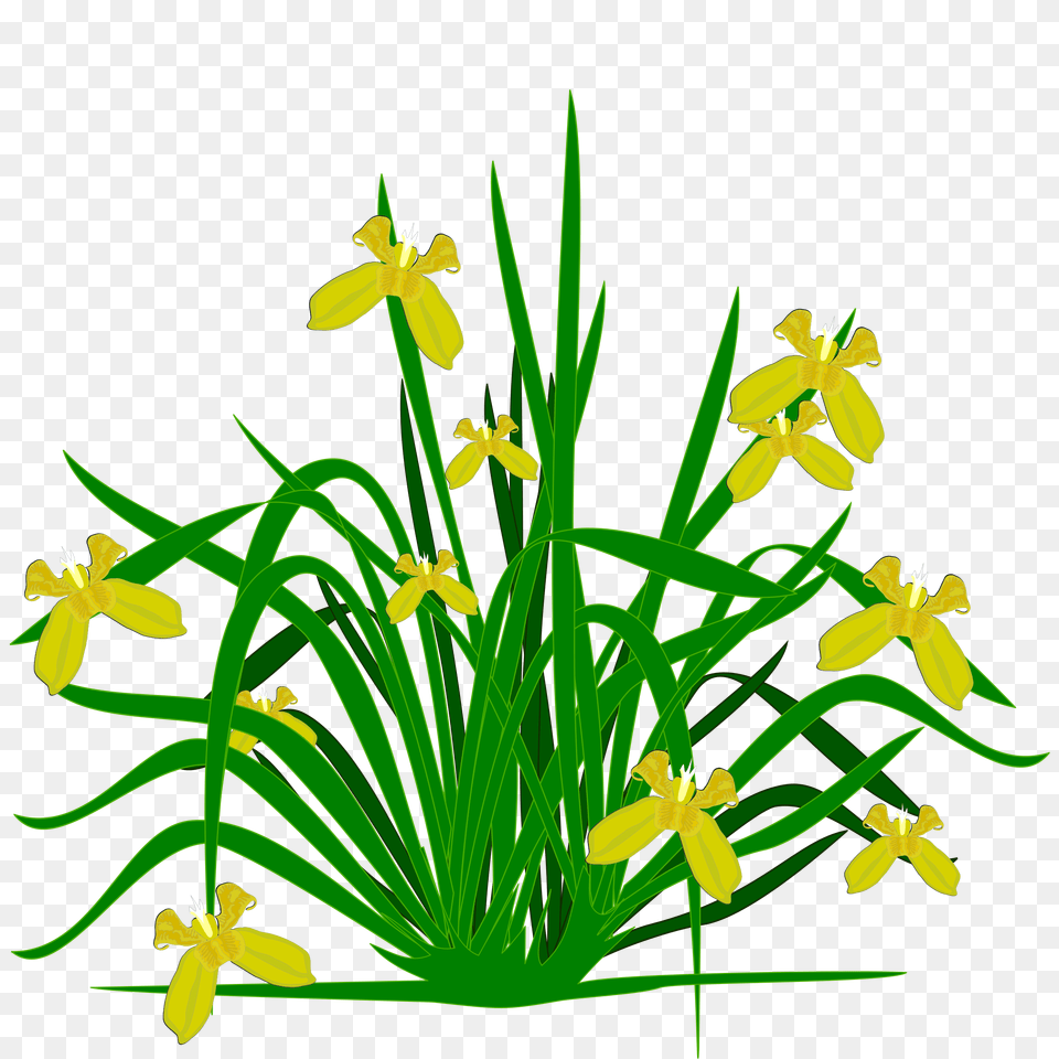 Clipart, Flower, Iris, Plant, Daffodil Png