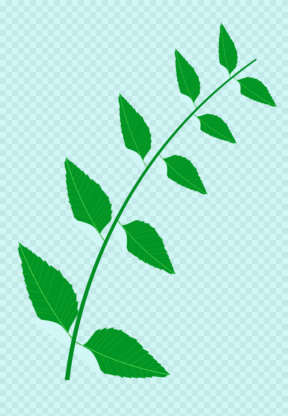 Clipart, Green, Leaf, Plant, Herbal Png Image