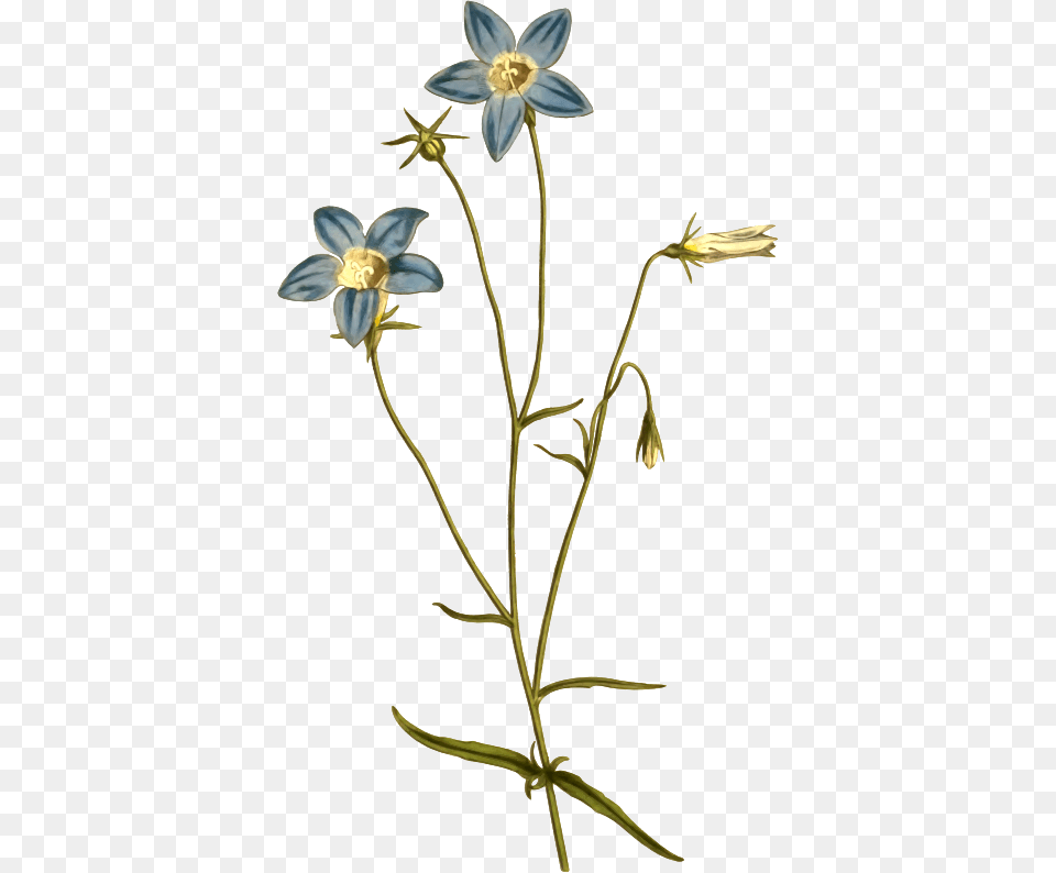 Clipart, Flower, Petal, Plant, Acanthaceae Free Transparent Png