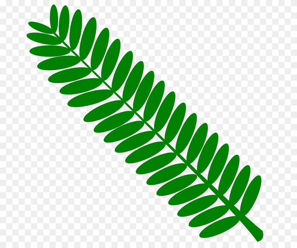Clipart, Green, Leaf, Plant, Fern Free Png