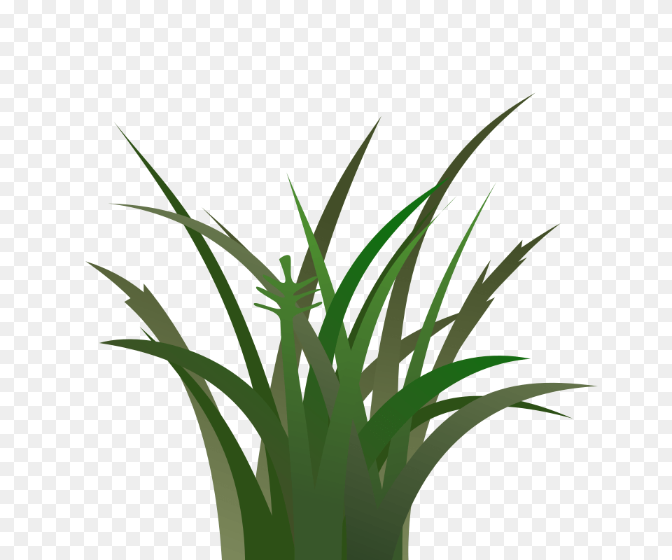 Clipart, Grass, Green, Plant, Aloe Free Png Download
