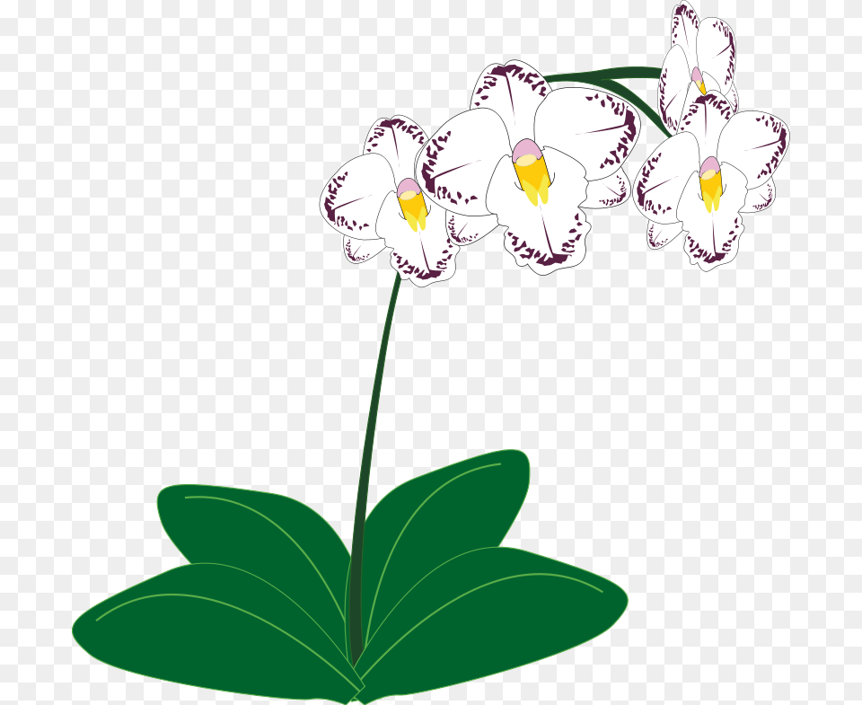 Clipart, Flower, Plant, Geranium, Orchid Free Transparent Png