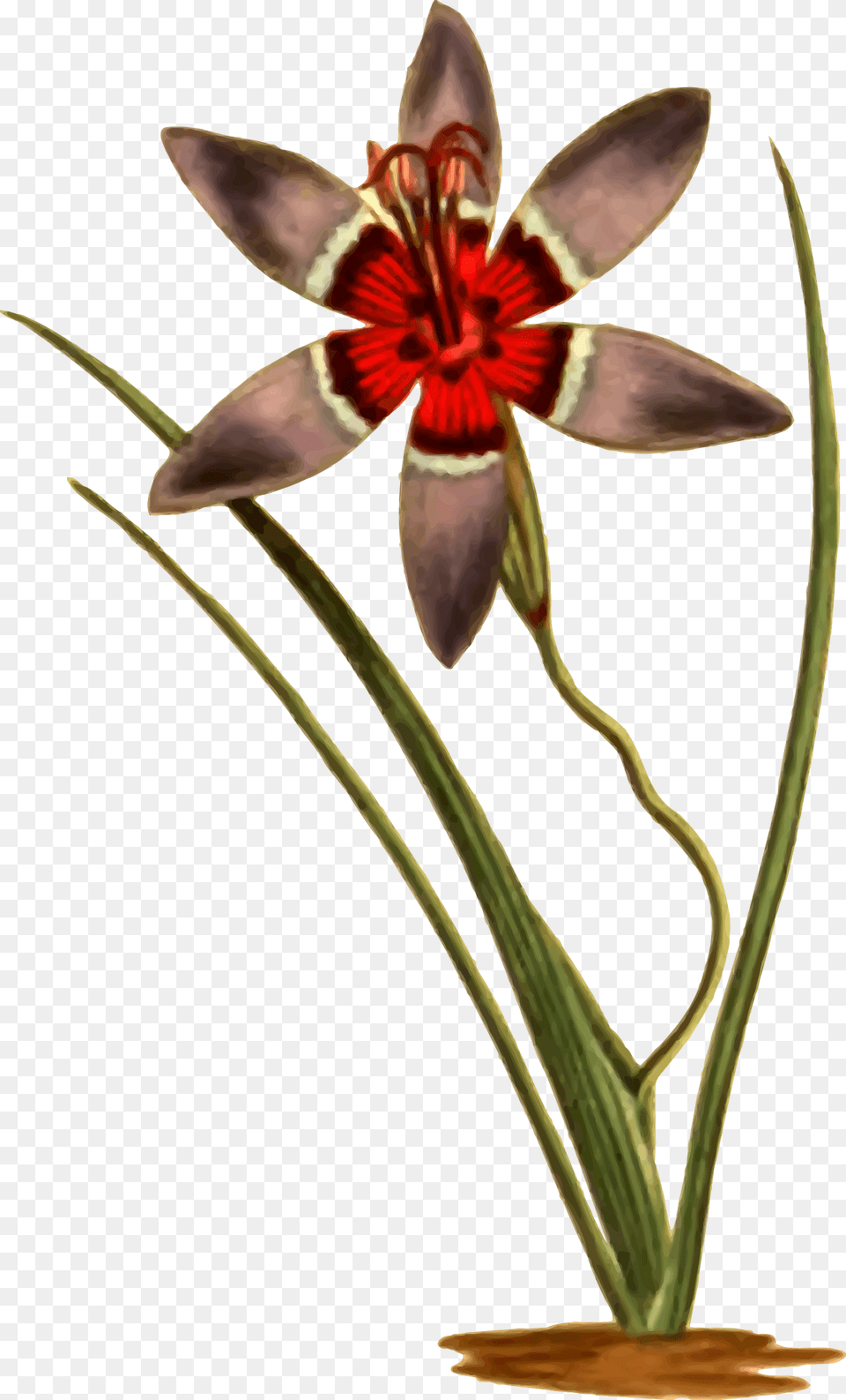 Clipart, Flower, Plant, Flower Arrangement, Animal Png Image
