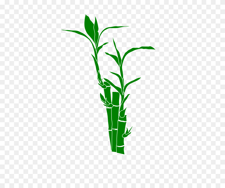 Clipart, Plant, Bamboo Png Image