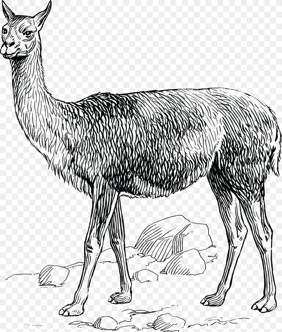 Clipart, Animal, Mammal, Person Free Png Download