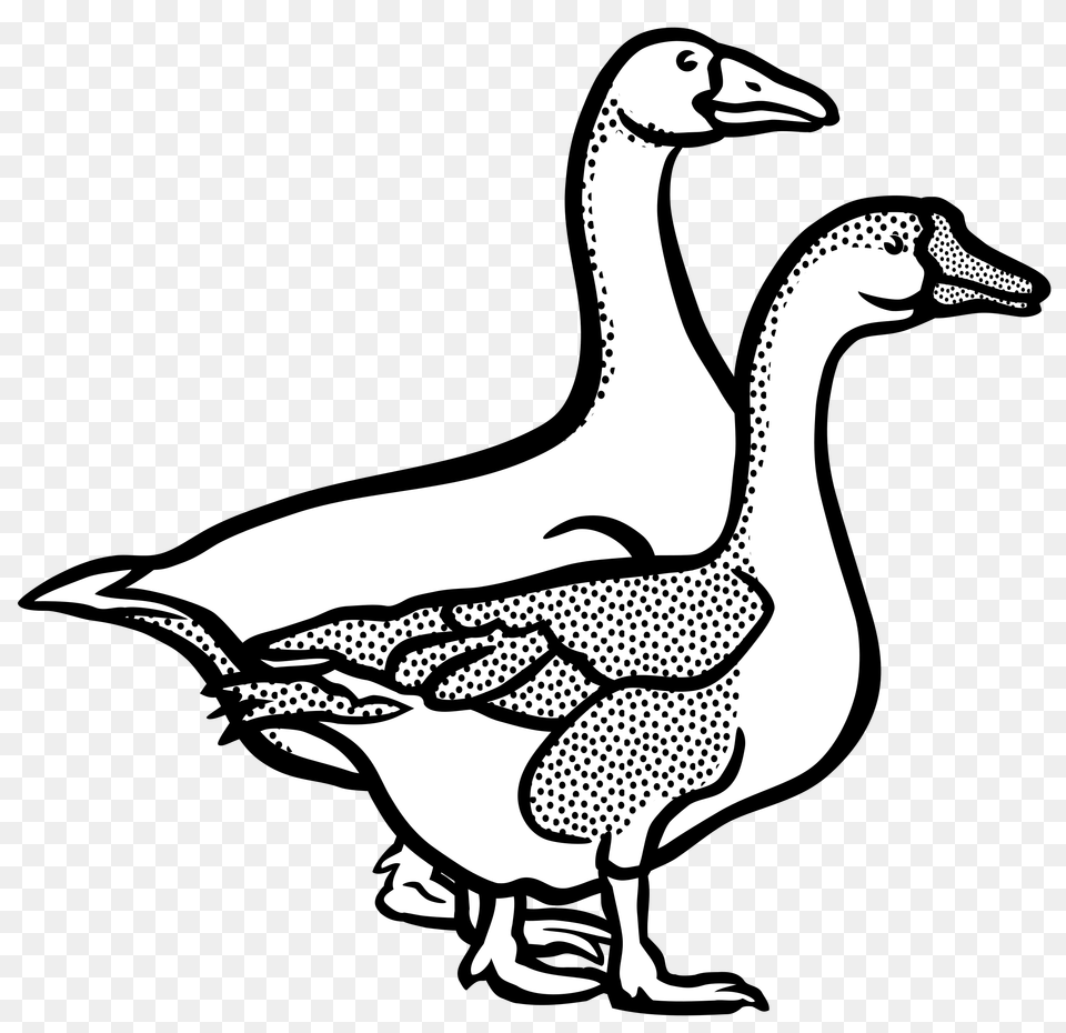 Clipart, Animal, Bird, Goose, Waterfowl Png