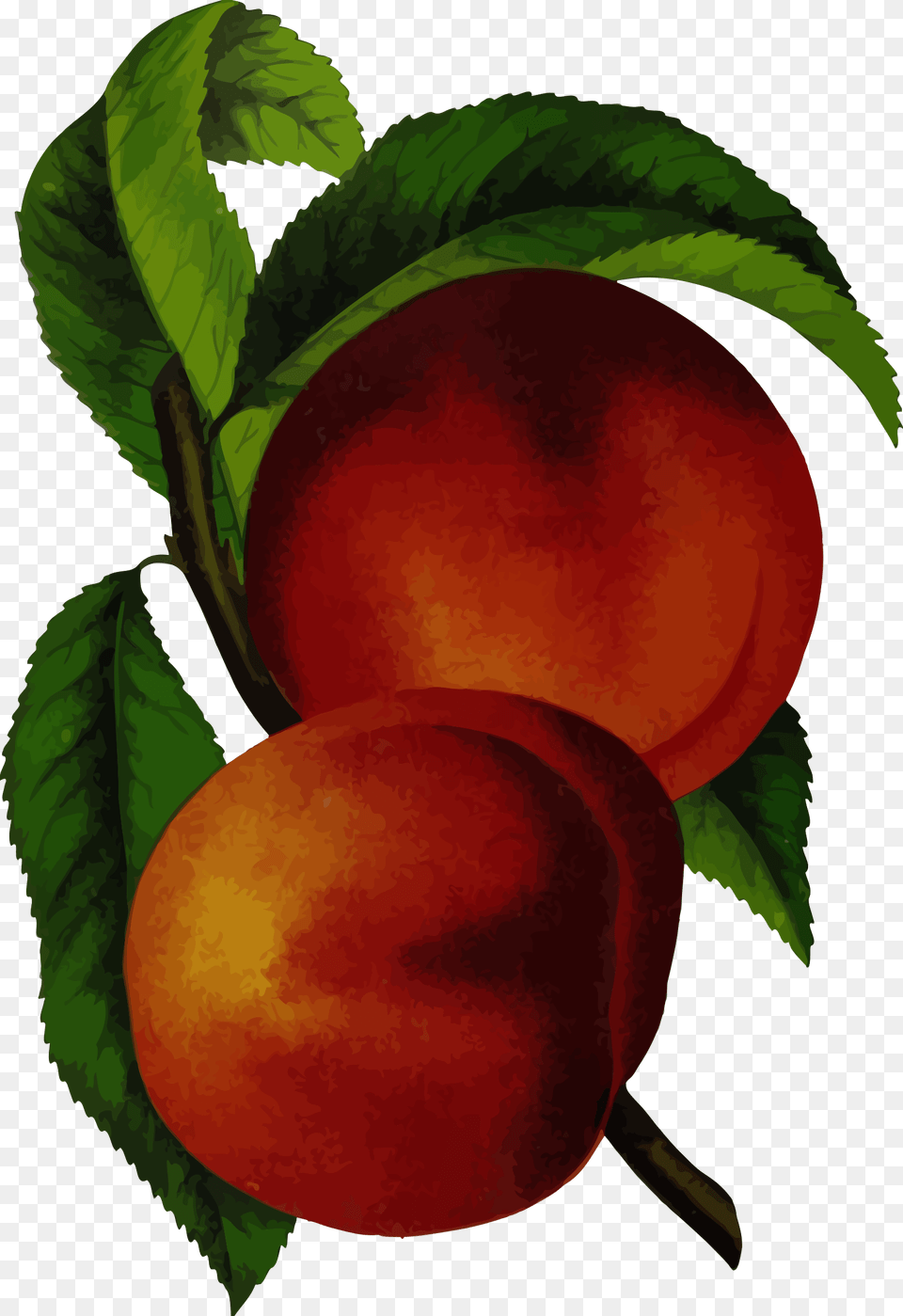 Clipart, Food, Fruit, Plant, Produce Png Image