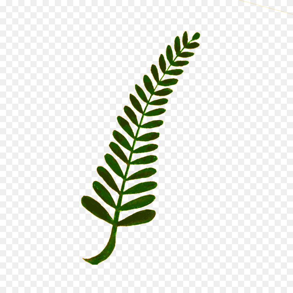 Clipart, Leaf, Plant, Flower, Fern Free Transparent Png