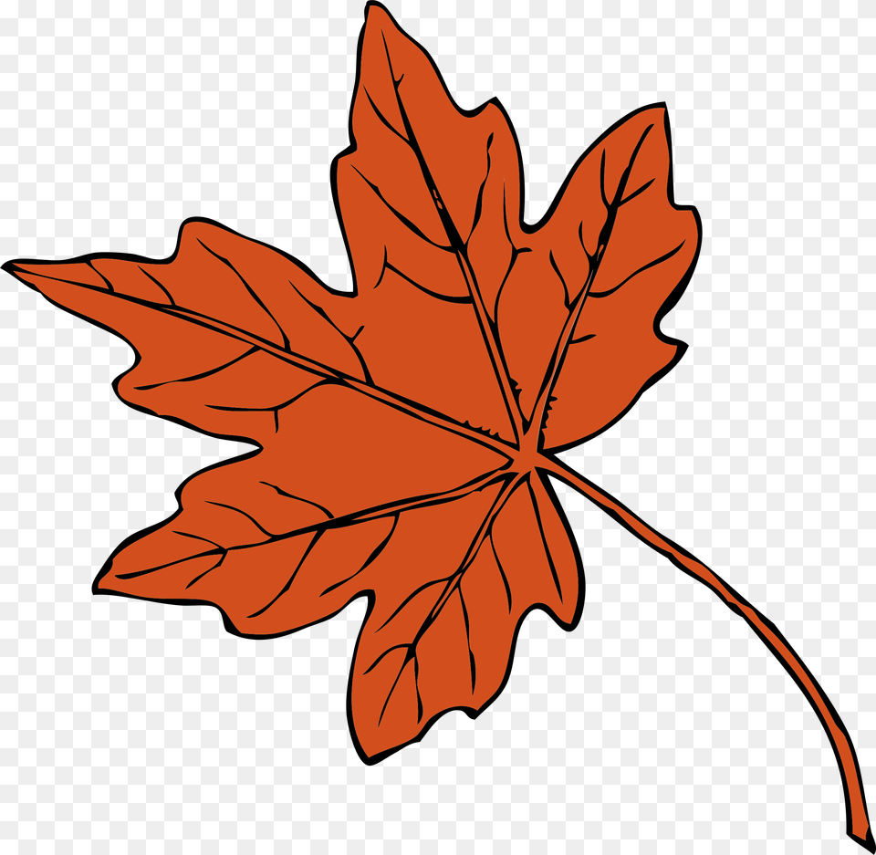 Clipart, Leaf, Plant, Tree, Maple Leaf Png Image