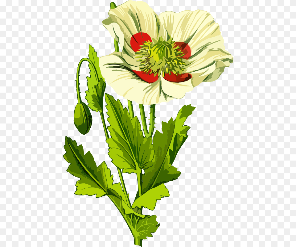 Clipart, Flower, Plant, Anemone, Poppy Free Png