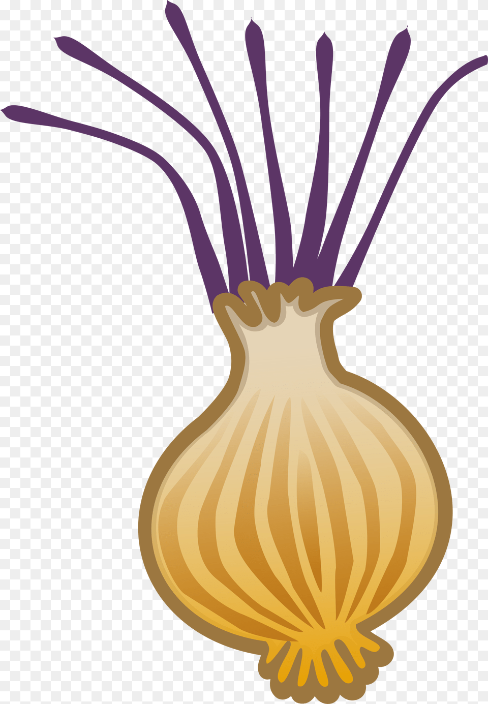 Clipart, Food, Produce, Onion, Plant Free Transparent Png