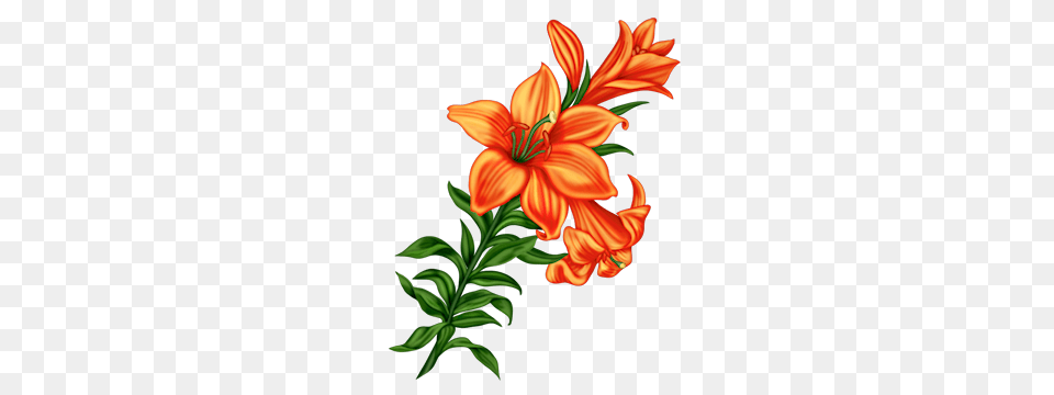 Clipart, Flower, Plant, Lily, Pattern Free Png