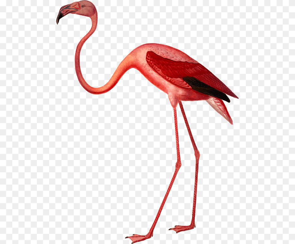 Clipart, Animal, Bird, Flamingo Png Image