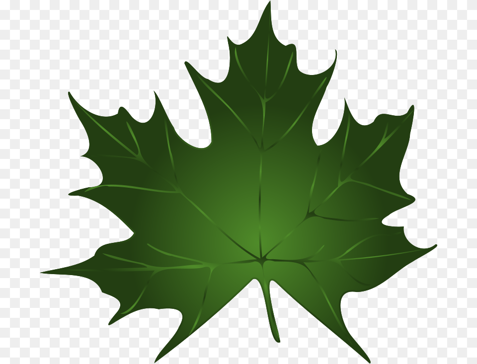 Clipart, Leaf, Maple Leaf, Plant, Tree Free Png