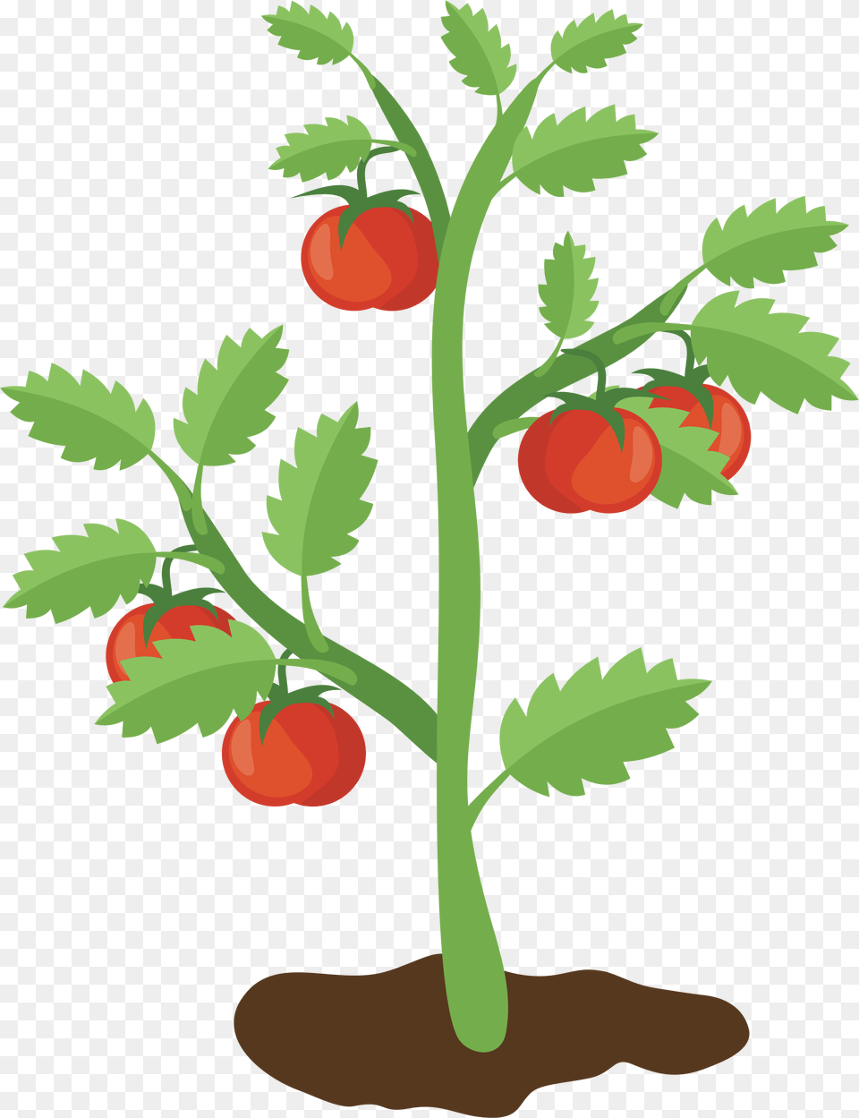 Clipart, Plant, Food, Produce, Tomato Png Image