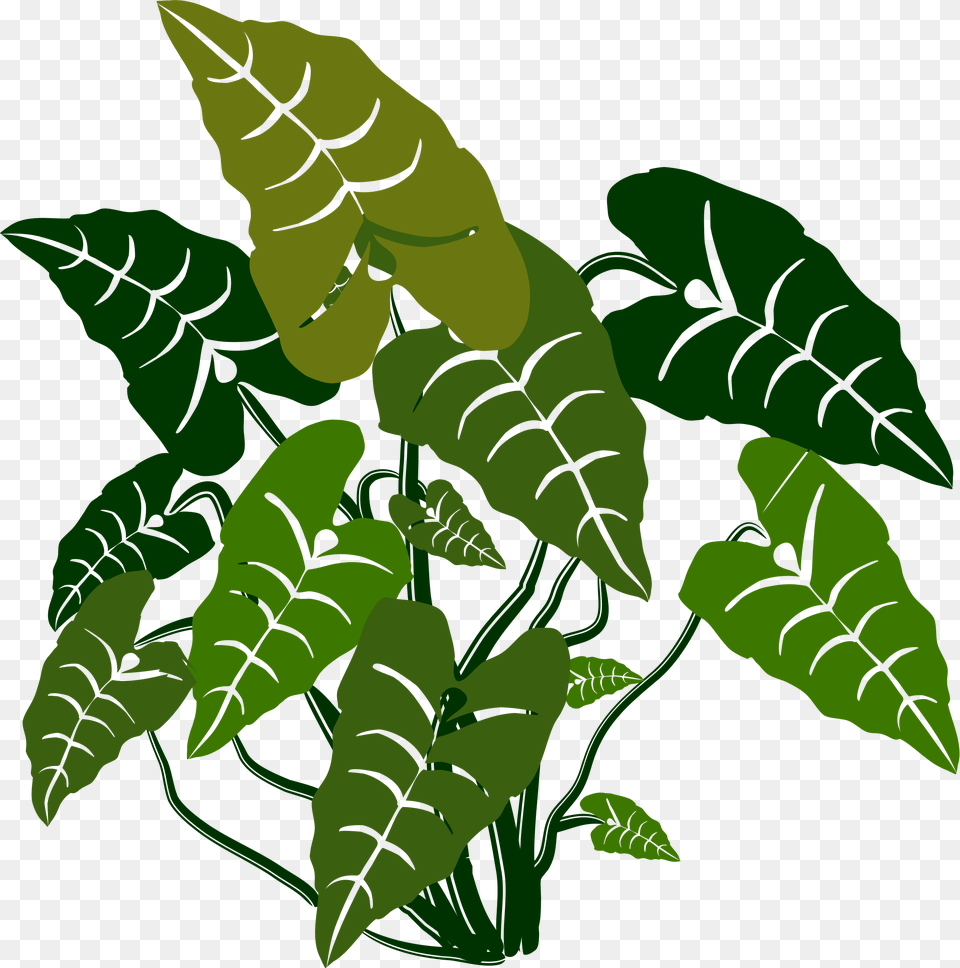 Clipart, Fern, Green, Leaf, Plant Free Png