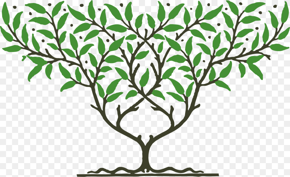 Clipart, Vegetation, Tree, Potted Plant, Plant Png