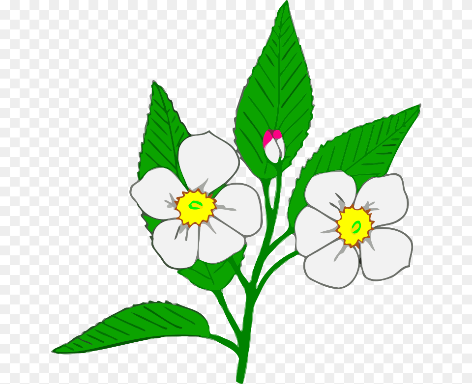 Clipart, Anemone, Plant, Anther, Flower Free Transparent Png