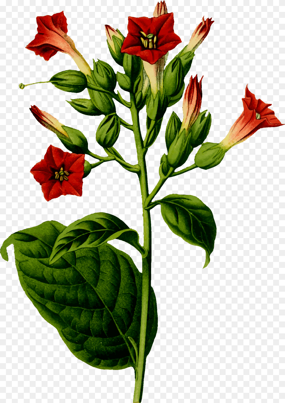 Clipart, Acanthaceae, Flower, Plant, Geranium Free Transparent Png